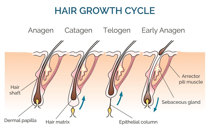 haie growe cycle 1